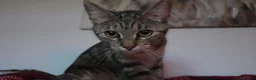 Mixed Breed cats for sale: Mix breed kittens - Advert 22