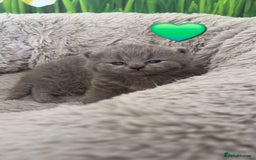 British Shorthair cats for sale: British Shorthair Kittens  - Image 11