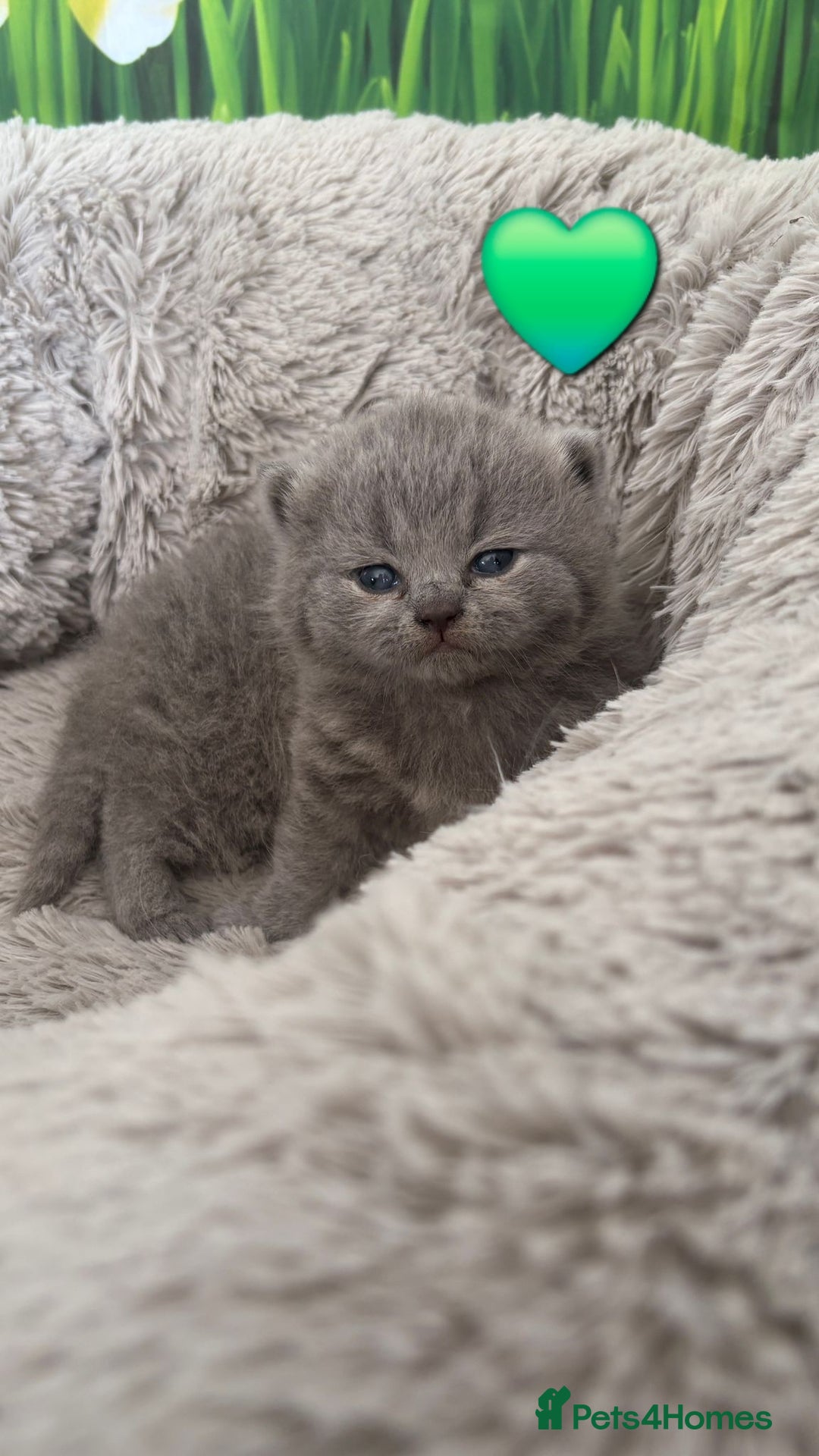 British Shorthair cats for sale: British Shorthair Kittens  - Image 11
