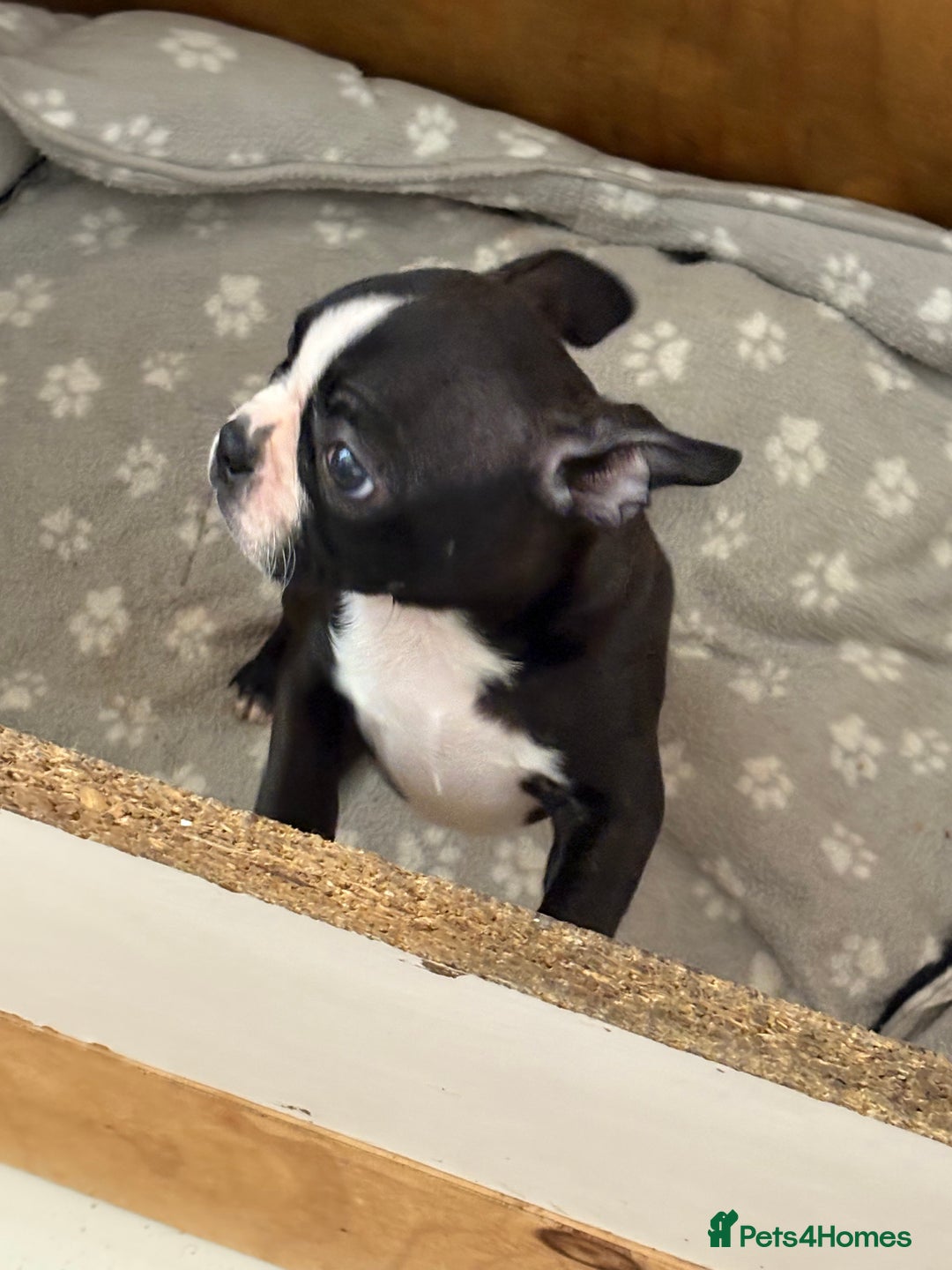 Boston Terrier dogs for sale: 🩷BOSTON TERRIER PUPPIES🩷 - Image 12