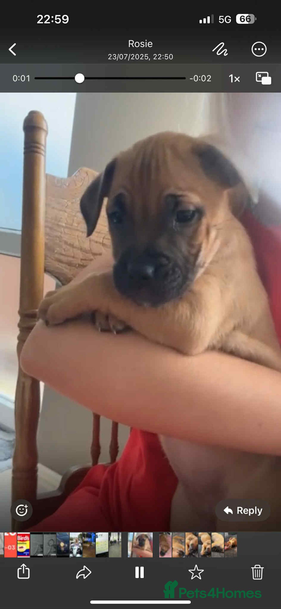 Mixed Breed dogs for sale: Gorgeous Staff X Belgian Malinois  - Image 5
