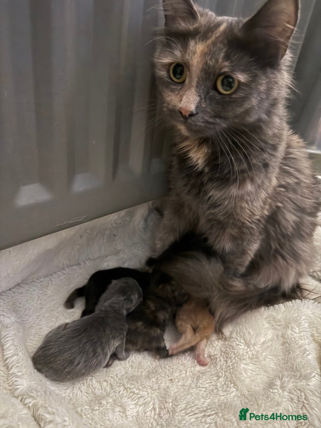 Mixed Breed cats for sale: Beautiful kitten for sale  - Advert 1