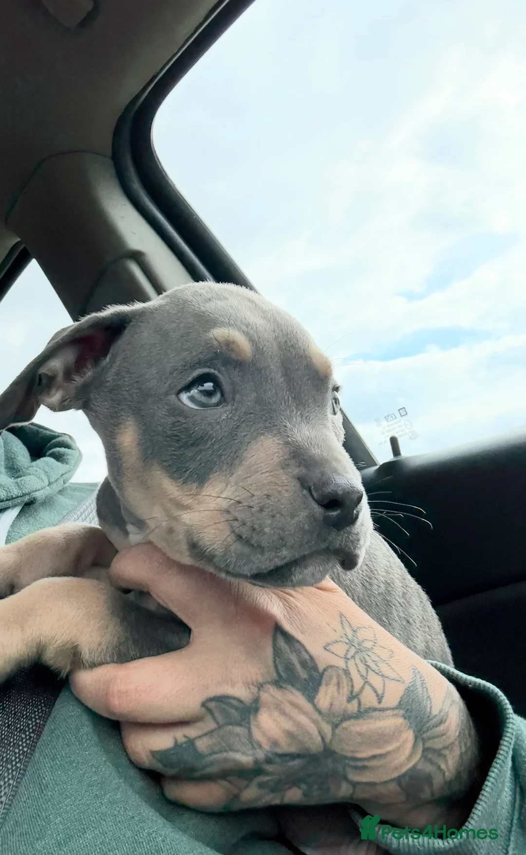 Mixed Breed dogs for sale: Cain corso x pocket bully in Sleaford - Advert 6