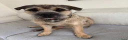 Mixed Breed dogs for sale: Loving 1 year old boy mix breed  in Liverpool - Advert 2
