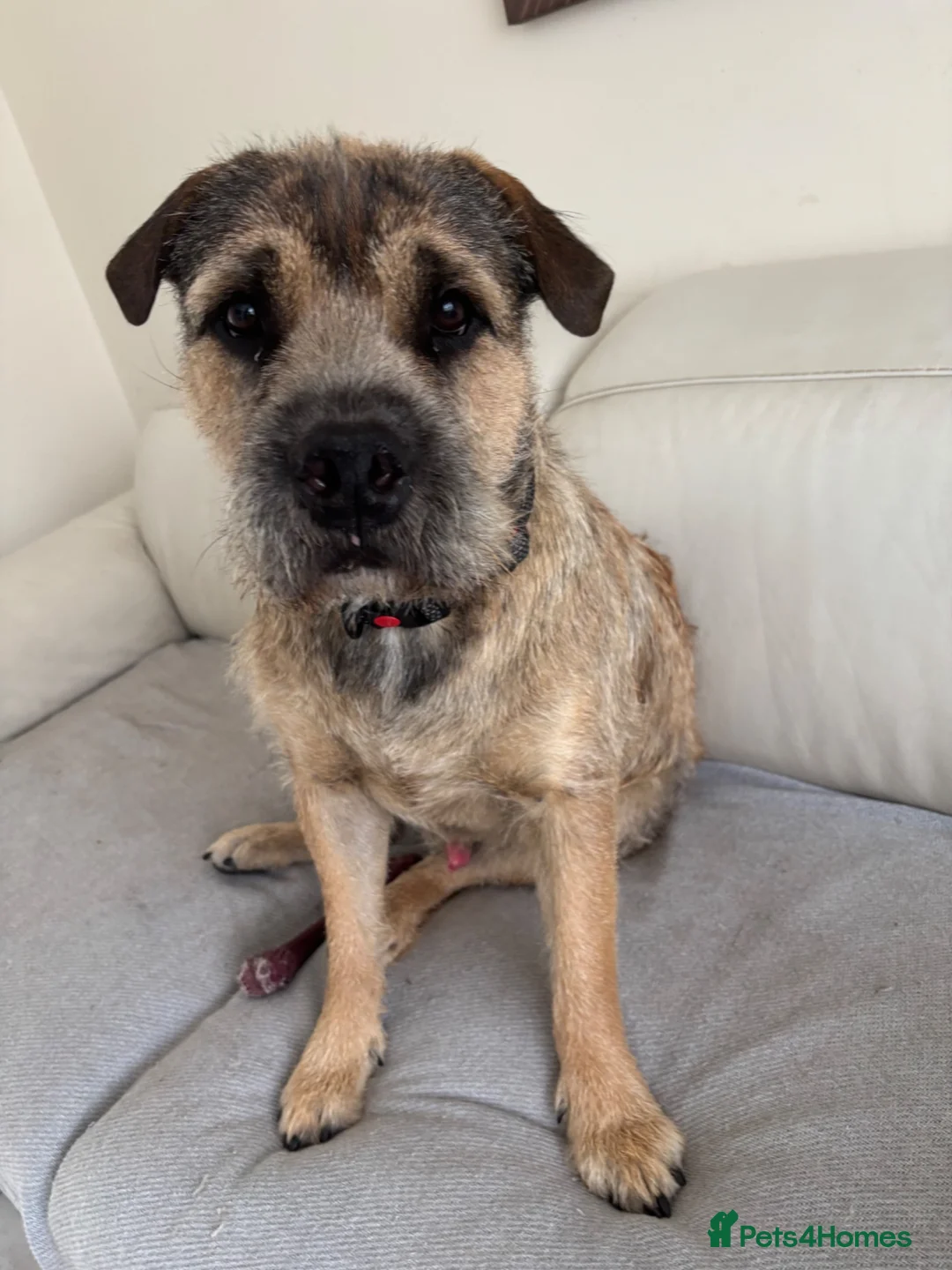 Mixed Breed dogs for sale: Loving 1 year old boy mix breed  in Liverpool - Advert 2
