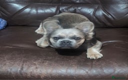 French Bulldog dogs for sale: 11 month old fluffy french bulldog called Hewie  - Image 2