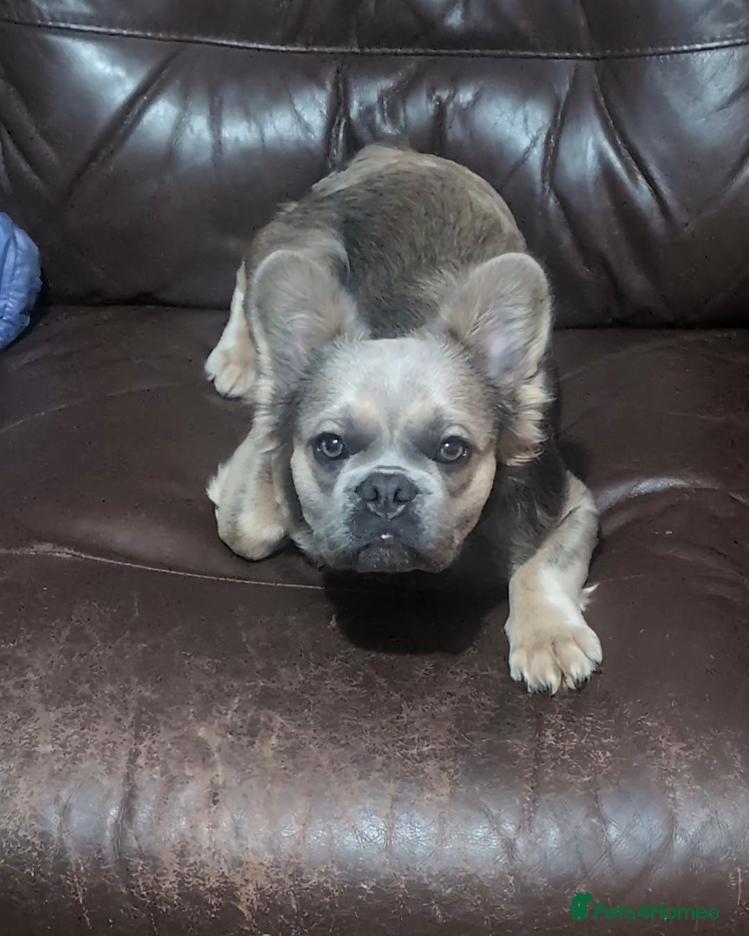 French Bulldog dogs for sale: 11 month old fluffy french bulldog called Hewie  - Image 2