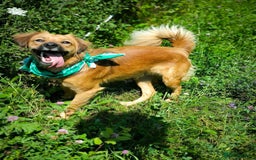 Mixed Breed dogs for adoption: 🐶💖 MIAH 💖🐶 - Image 4