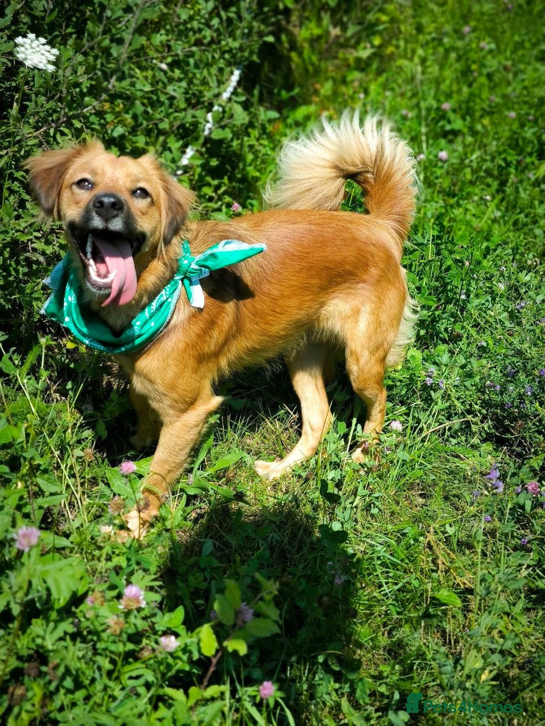 Mixed Breed dogs for adoption: 🐶💖 MIAH 💖🐶 - Image 4
