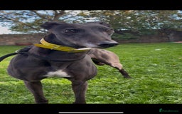 Greyhound dogs for sale: Starcash Kellie greyhound  - Image 3