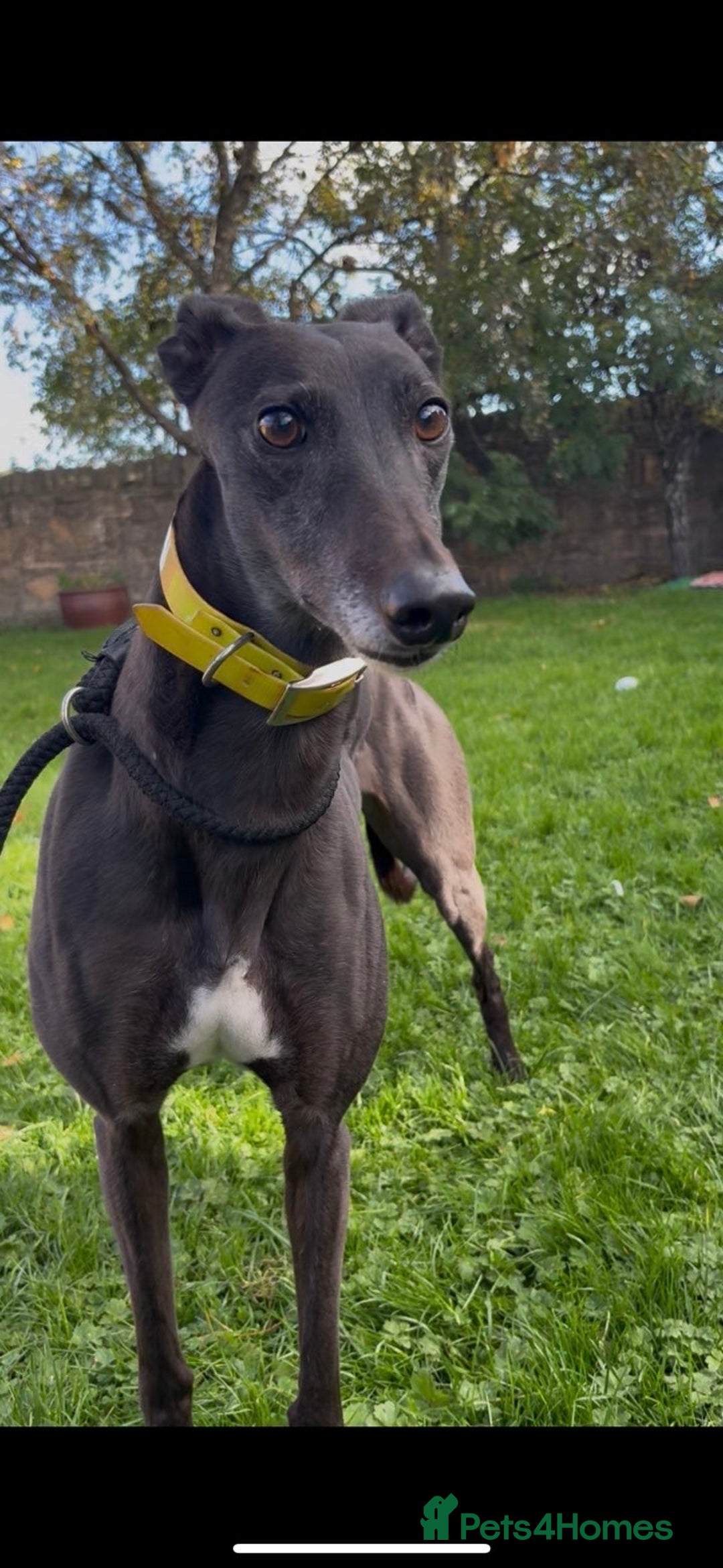 Greyhound dogs for sale: Starcash Kellie greyhound  - Image 3
