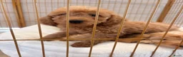 Labradoodle dogs for sale: LICENSED BREEDER HEALTH TESTED MINI LABRADOODLES - Advert 19