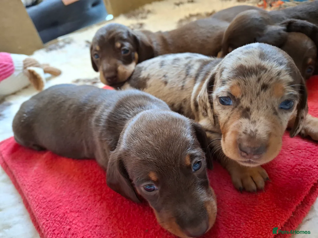Miniature Dachshund dogs for sale: 🐾❤️ KC Reg Smooth Haired Miniature Dachschund  - Advert 5