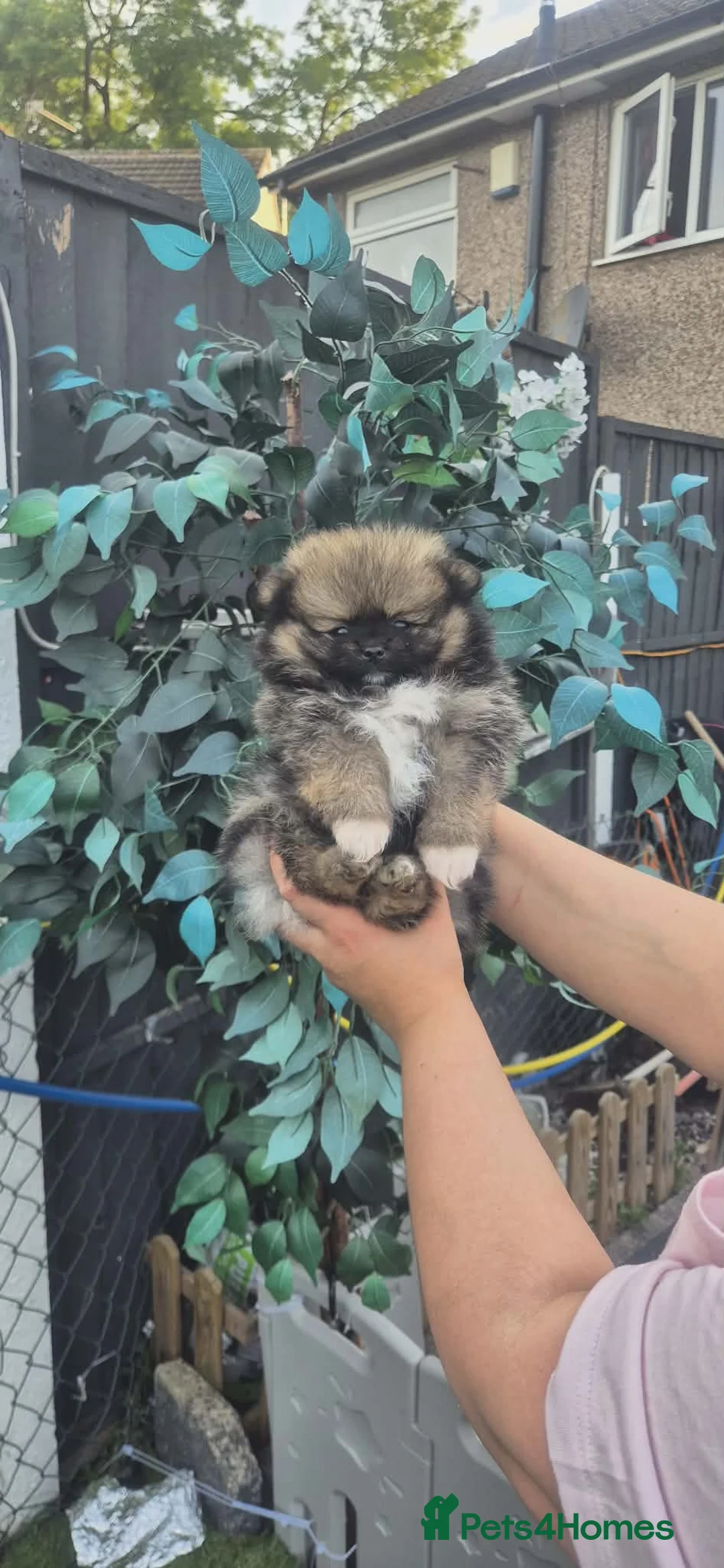 Pomeranian dogs for sale: Pomeranian male puppies - Teddy bear  in Lutterworth - Advert 2