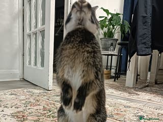 Lionhead rabbits 🎀 Lion head 🎀 - Advert 1