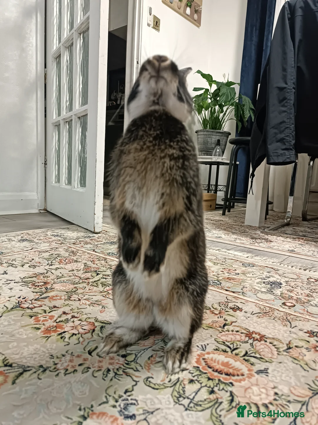 Lionhead rabbits for sale:  🎀 Lion head 🎀 - Advert 1