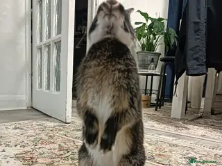 Lionhead rabbits 🎀 Lion head 🎀 - Advert 8