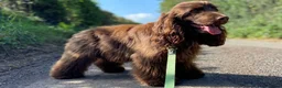 Cocker Spaniel dogs for sale: KC reg Show-type Chocolate & Choc Sable puppies in Brecon - Advert 35
