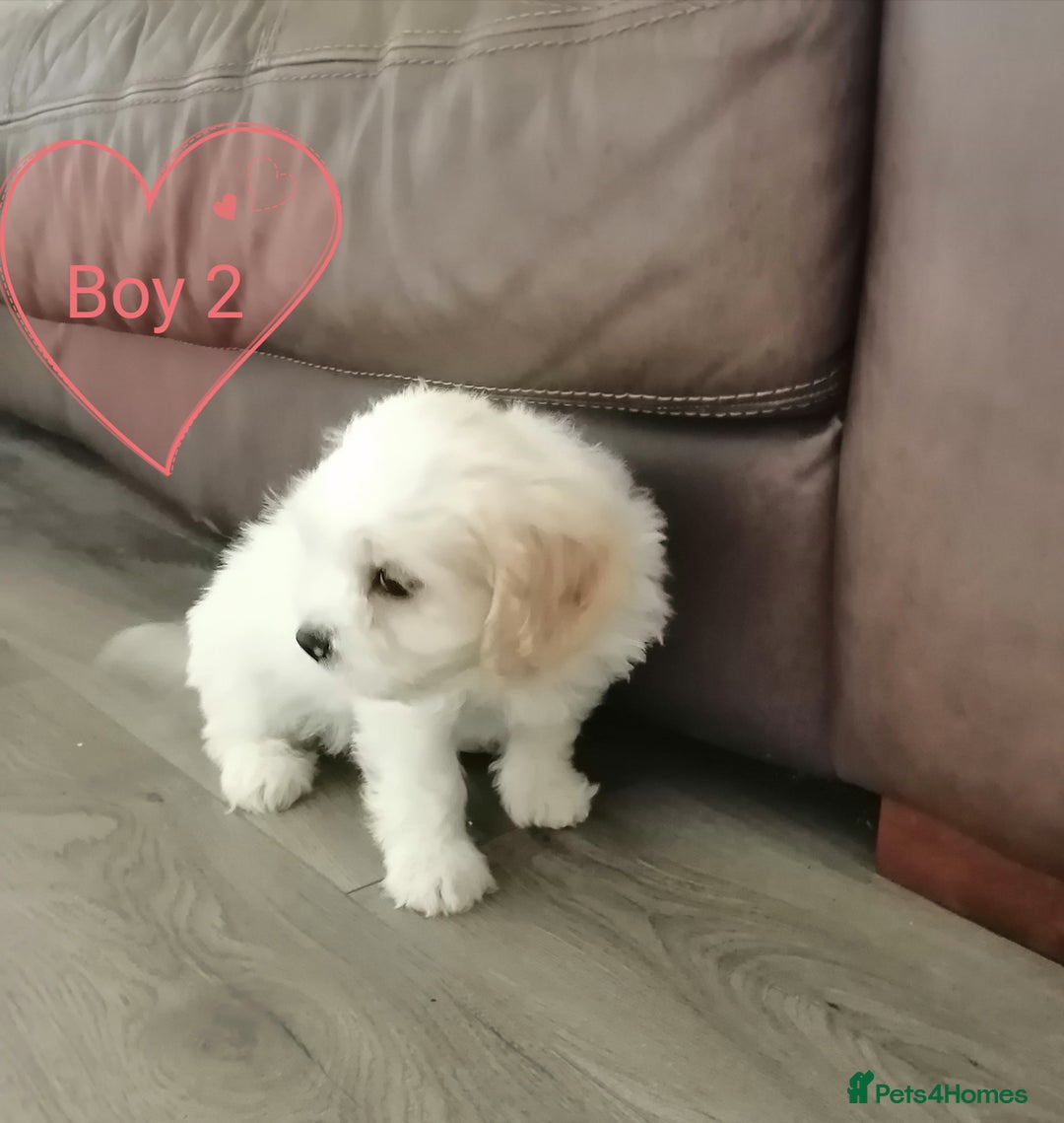 Cavachon dogs for sale: Cavachon Puppies - Image 10
