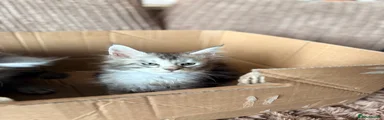 Maine Coon 2