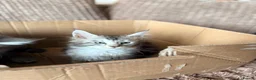 Maine Coon cats for sale: READY NOW. Tica registered mainecoon kittens - Advert 35