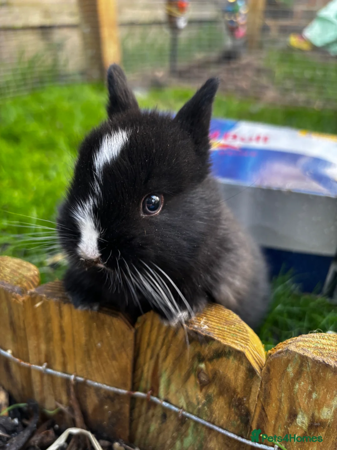 Netherland Dwarf rabbits for sale: Neverland dwarf  - Advert 1