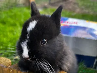 Netherland Dwarf rabbits Neverland dwarf - Advert 1