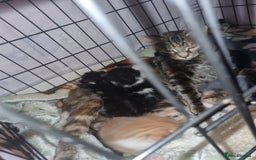 Mixed Breed cats for sale: Dog friendly kittens - Image 2