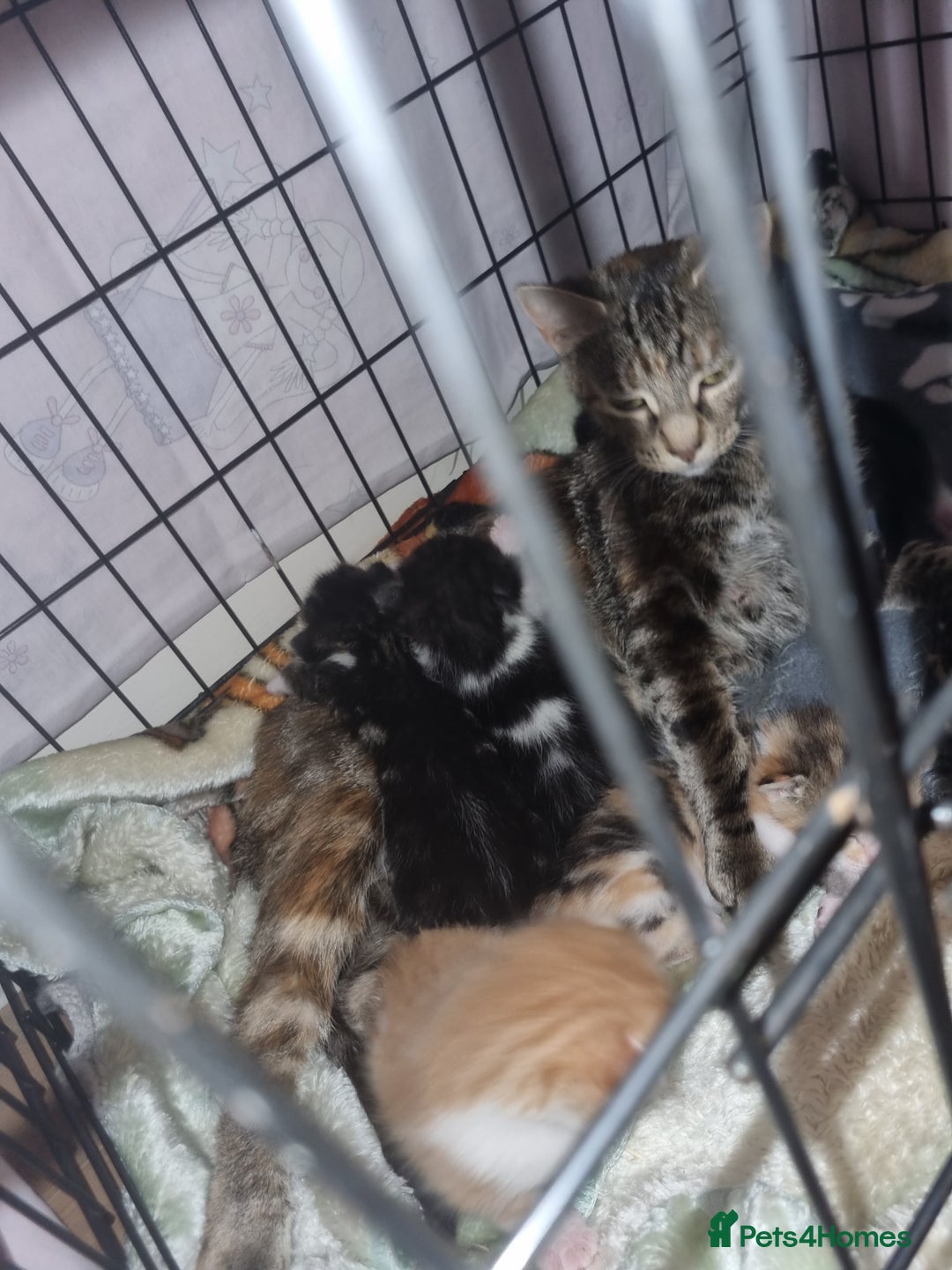 Mixed Breed cats for sale: Dog friendly kittens - Image 2
