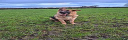 German Shepherd dogs for sale: Stunning Pedigree German Shepherd Puppies!  - Advert 9