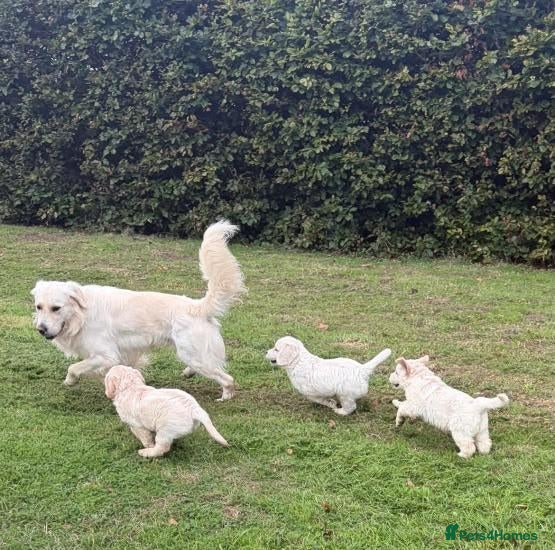 Golden Retriever dogs Stunning Golden Retriever Puppies for sale - Advert 5