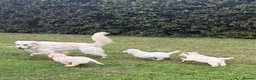 Golden Retriever dogs for sale: Stunning Golden Retriever Puppies for sale - Advert 1