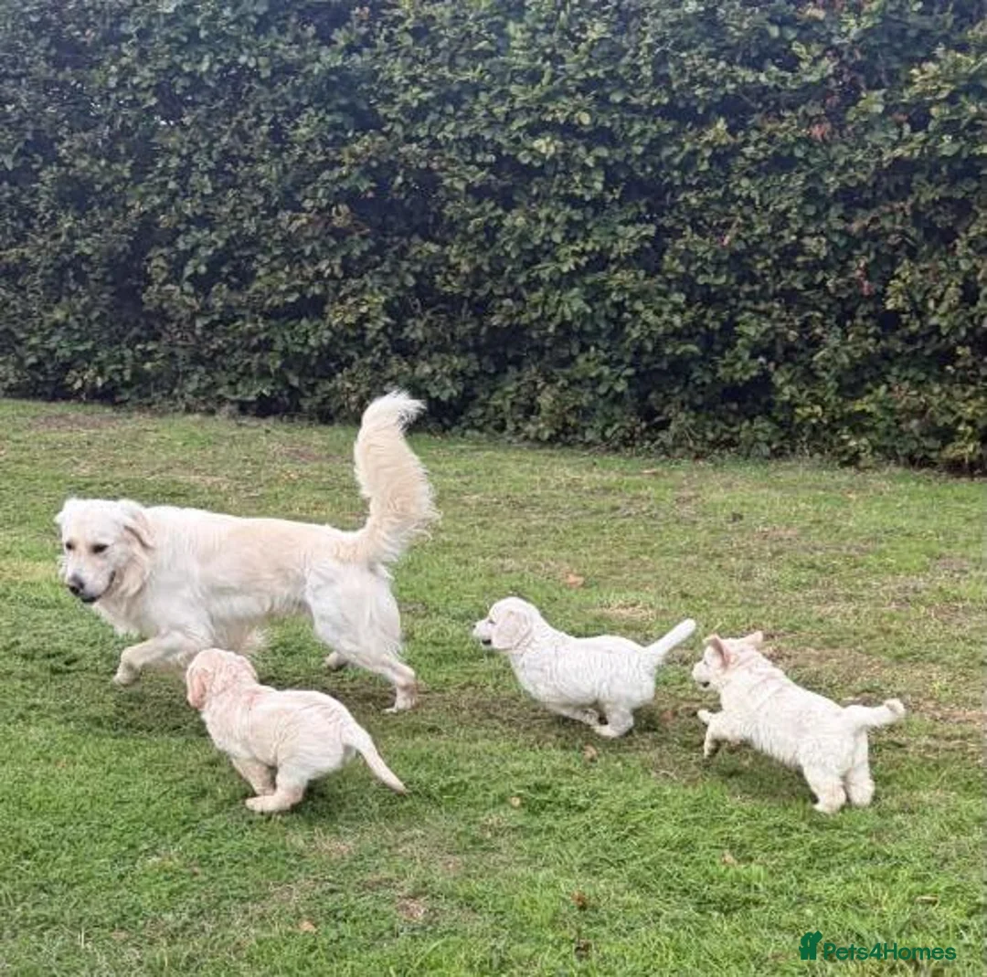 Golden Retriever dogs for sale: Stunning Golden Retriever Puppies for sale - Advert 1