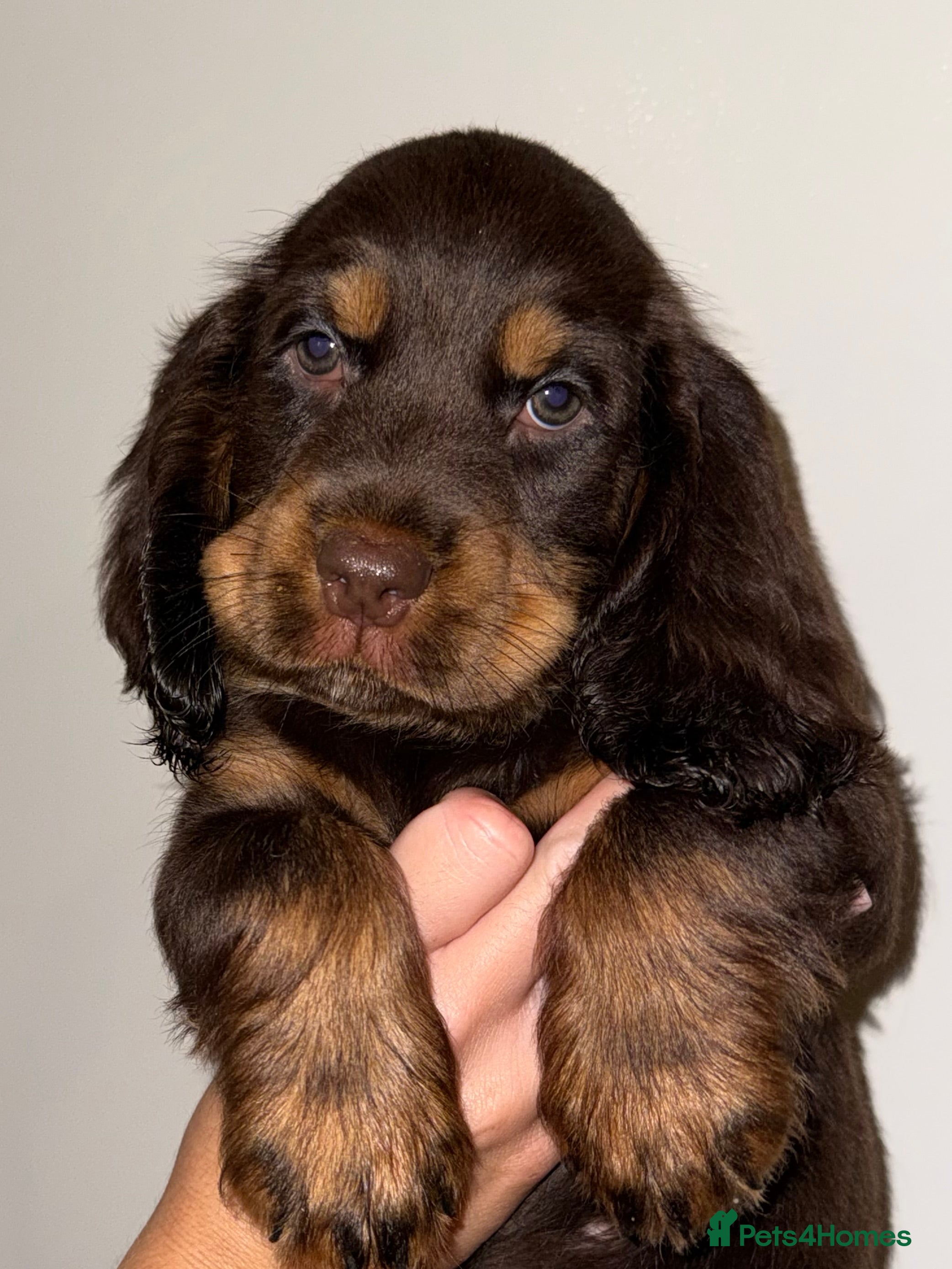 Cocker Spaniel dogs Outstanding cocker spaniel puppies - Advert 6