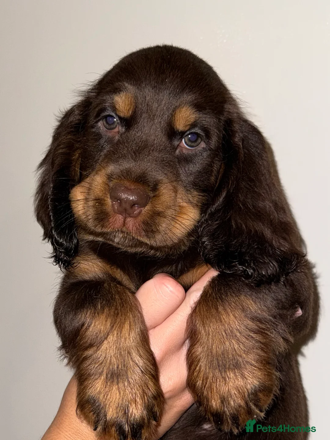 Cocker Spaniel dogs for sale: Outstanding cocker spaniel puppies - Advert 2