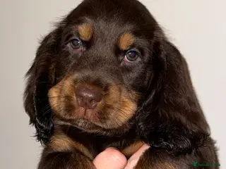 Cocker Spaniel dogs Outstanding cocker spaniel puppies - Advert 6