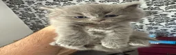 Ragdoll cats for sale: ❤️Ragdoll x British Shorthair Kittens❤️ - Advert 7