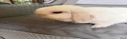 Mini Lop rabbits for sale: Stunning mini lop doe Very chilled pet/breeding - Advert 2