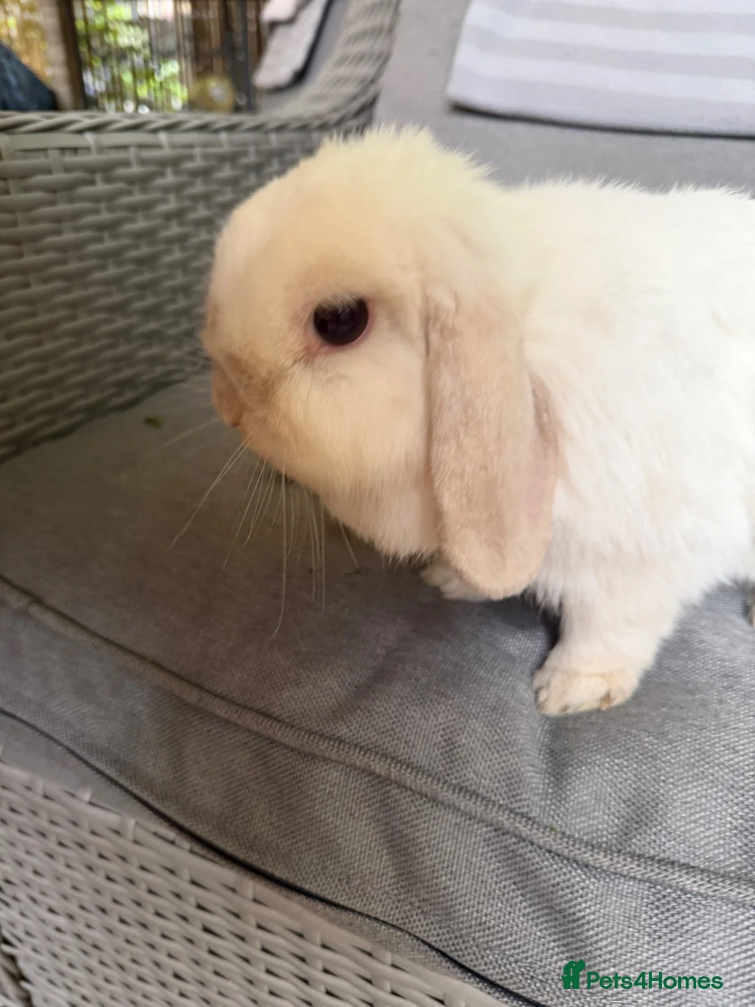 Mini Lop rabbits for sale: Stunning mini lop doe Very chilled pet/breeding - Advert 2