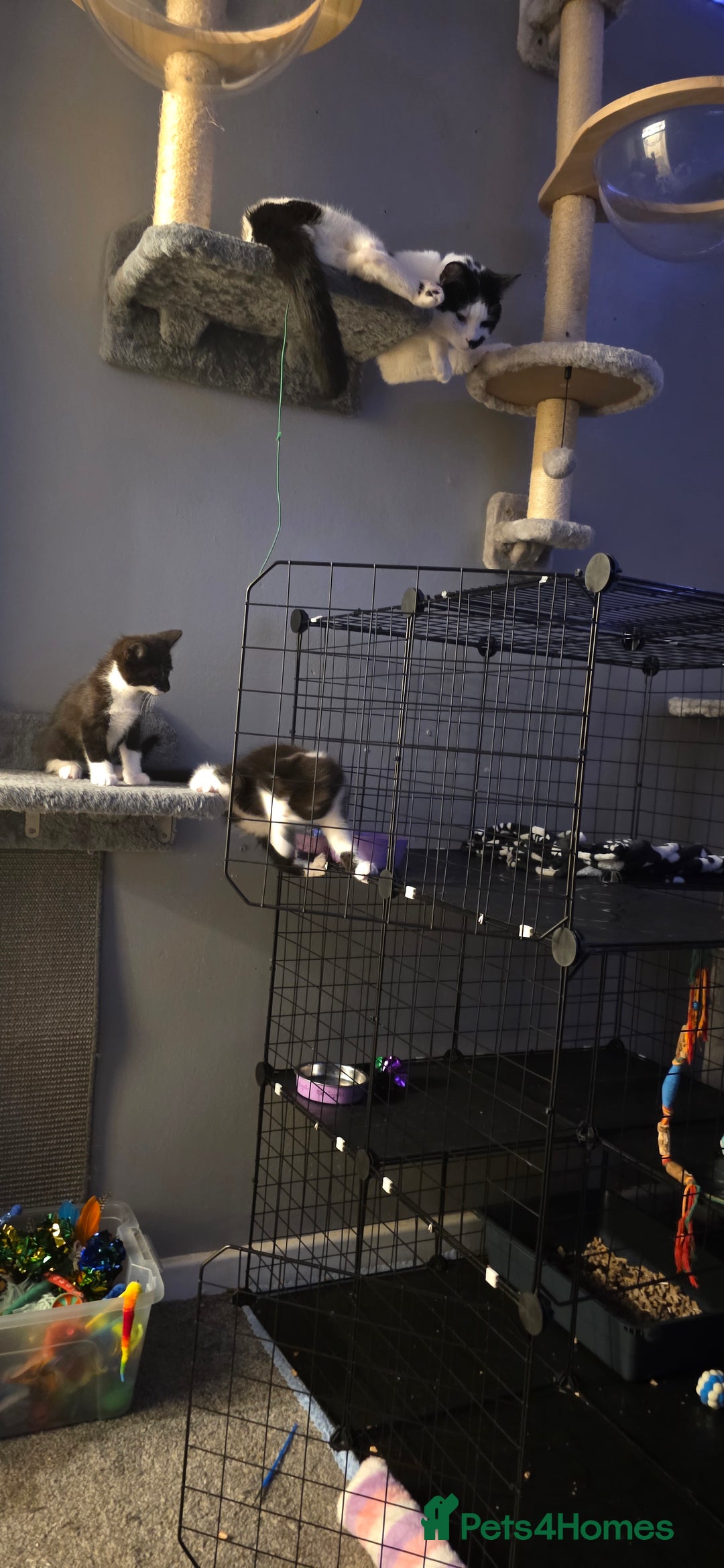 Domestic Shorthair cats for sale: 2 Beautiful Kittens - Uno & Bandana (8 Weeks  Old) - Image 10