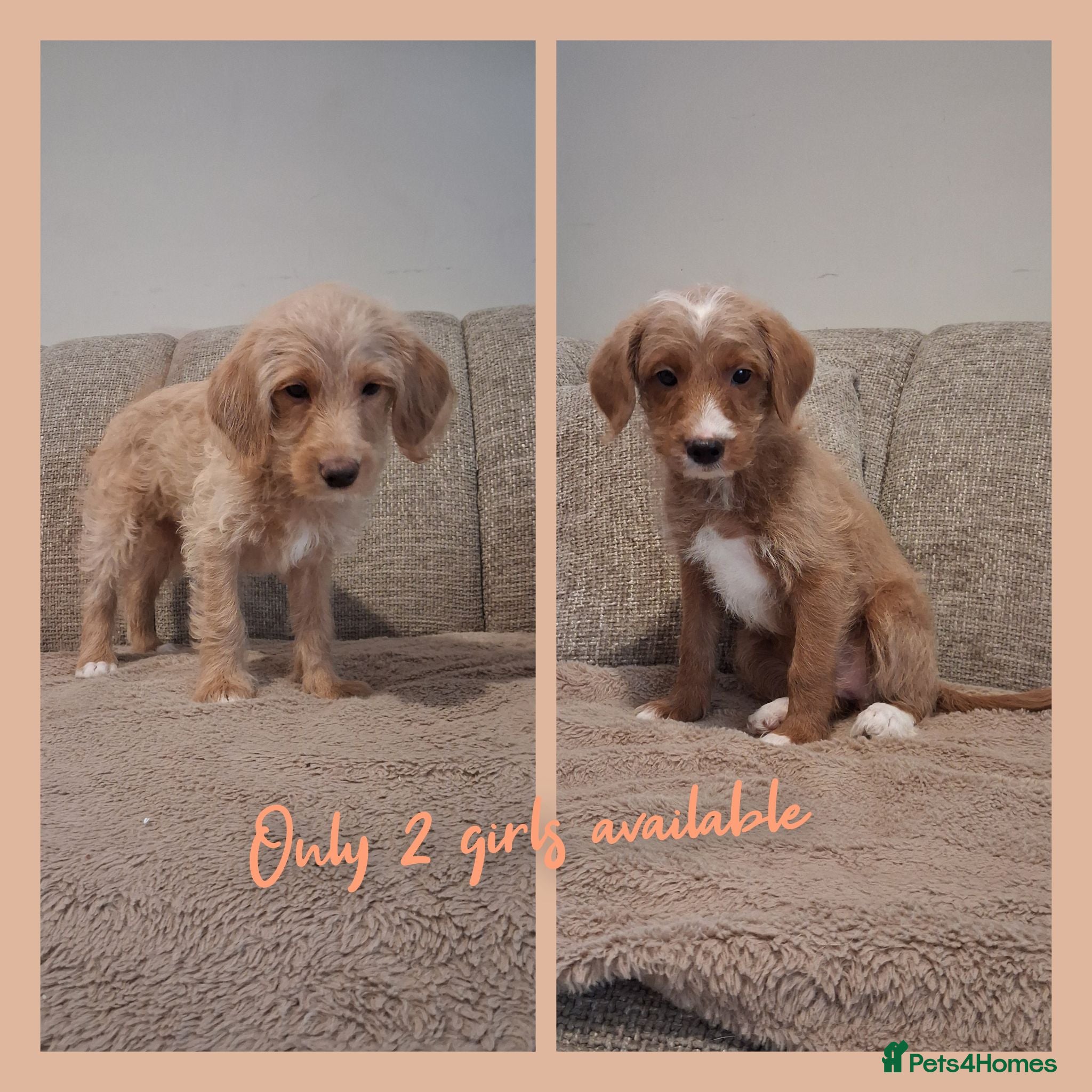 Mixed Breed dogs Miniature (Australian) Labradoodles girls - Advert 1