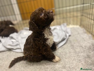 Lagotto Romagnolo dogs Lagotto Romagnolo puppies - Advert 1