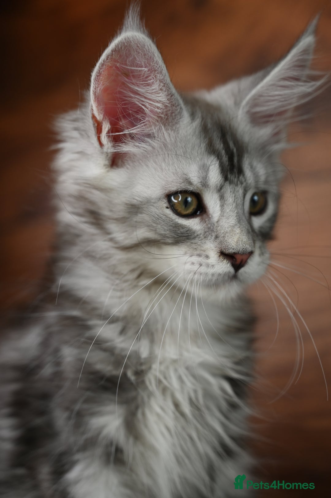Maine Coon cats for sale: 👑 6 Majestic, health tested Kittens- TICA reg 🧬 - Image 9