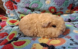 Guinea Pig rodents for sale: Baby Longhaired Brothers/Teddies Available RTR - Image 18