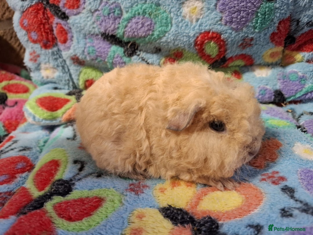 Guinea Pig rodents for sale: Baby Longhaired Brothers/Teddies Available RTR - Image 18