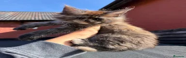 Maine Coon 7