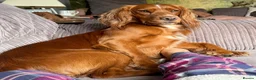 Cocker Spaniel dogs for stud: Extensively health tested. Carries tan. KC reg.  - Advert 4