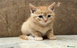Domestic Shorthair cats for sale: 6 gorgeous kittens - Image 4