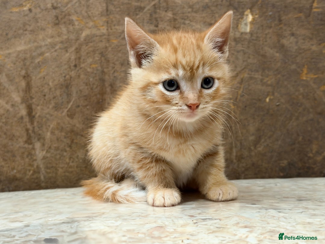 Domestic Shorthair cats for sale: 6 gorgeous kittens - Image 4