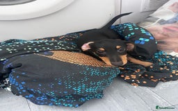 Mixed Breed dogs for sale: Puppy need of a good home  - Image 1
